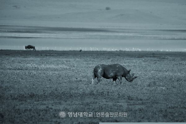 Endangered black rhino (Provided by Pixabay)