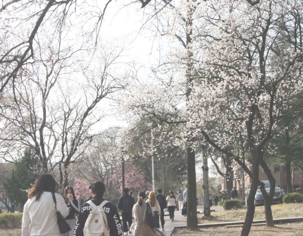 학생들이 가지가 휘어지게 만개한 벚꽃 아래를 거닐고 있다.
